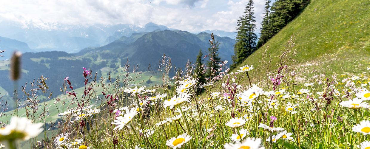 alpine meadow